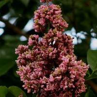 Andira inermis (W.Wright) DC.